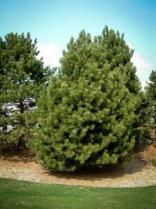 Сосна Чёрная (Pinus Nigra) купить по цене от 270.00р. в интернет-магазине «Посадика» с доставкой почтой в в Черкесске и по всей России – [изображение №1].