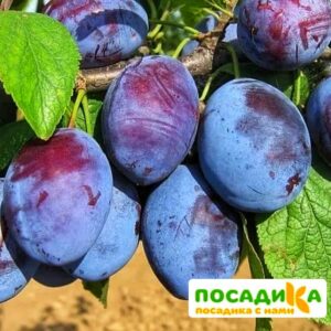 Слива Чачакская ранняя купить по цене от 229.00р. в интернет-магазине «Посадика» с доставкой почтой в в Черкесске и по всей России – [изображение №1].