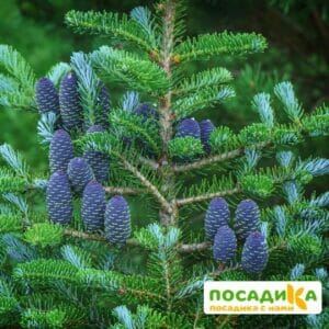 Пихта корейская (Abies koreana) купить по цене от 450.00р. в интернет-магазине «Посадика» с доставкой почтой в в Черкесске и по всей России – [изображение №1].