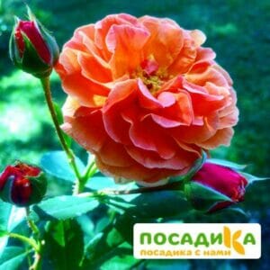 Роза Арабия купить по цене от 350.00р. в интернет-магазине «Посадика» с доставкой почтой в в Черкесске и по всей России – [изображение №1].