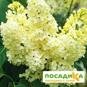 Сирень Примроуз (Primrose) купить по цене от 529.00р. в интернет-магазине «Посадика» с доставкой почтой в в Черкесске и по всей России – [изображение №1].