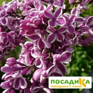 Сирень Сенсация купить по цене от 529.00р. в интернет-магазине «Посадика» с доставкой почтой в в Черкесске и по всей России – [изображение №1].