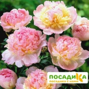 Пион Распберри Сандей (Paeonia Raspberry Sundae) купить по цене от 959р. в интернет-магазине «Посадика» с доставкой почтой в в Черкесске и по всей России – [изображение №1].