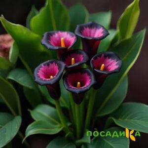 Калла Аура Лейс купить по цене от 400р. в интернет-магазине «Посадика» с доставкой почтой в в Черкесске и по всей России – [изображение №1].