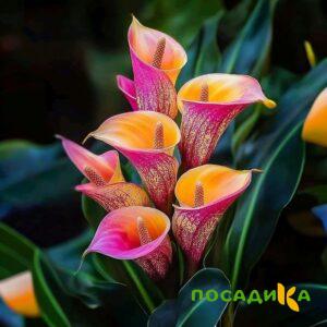 Калла Оникс купить по цене от 450р. в интернет-магазине «Посадика» с доставкой почтой в в Черкесске и по всей России – [изображение №1].