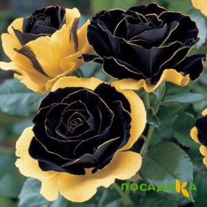 Роза Ханни Сикл купить по цене от 700р. в интернет-магазине «Посадика» с доставкой почтой в в Черкесске и по всей России – [изображение №1].
