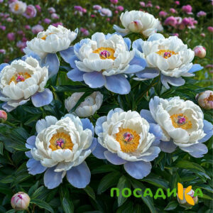 Пион акварельный Этюд купить по цене от 806р. в интернет-магазине «Посадика» с доставкой почтой в в Черкесске и по всей России – [изображение №1].