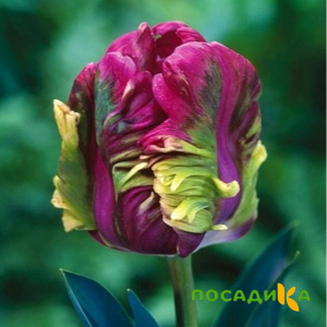 Тюльпан Экзотик Хэвен купить по цене от 186р. в интернет-магазине «Посадика» с доставкой почтой в в Черкесске и по всей России – [изображение №1].