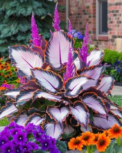 Хоста Кримэн Дрим купить по цене от 549р. в интернет-магазине «Посадика» с доставкой почтой в в Черкесске и по всей России – [изображение №1].