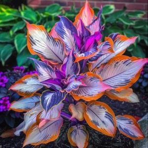 Хоста Эмеральд Тиара купить по цене от 602р. в интернет-магазине «Посадика» с доставкой почтой в в Черкесске и по всей России – [изображение №1].