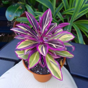 Хоста Сильвер Стик купить по цене от 650р. в интернет-магазине «Посадика» с доставкой почтой в в Черкесске и по всей России – [изображение №1].