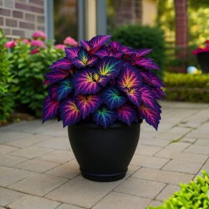 Хоста Фрости Блю купить по цене от 389р. в интернет-магазине «Посадика» с доставкой почтой в в Черкесске и по всей России – [изображение №1].