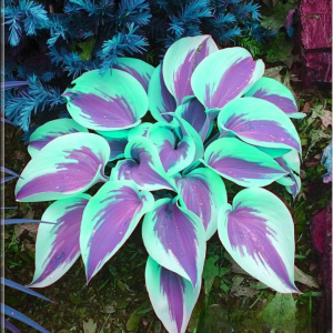 Хоста Висперин Бьюти купить по цене от 379р. в интернет-магазине «Посадика» с доставкой почтой в в Черкесске и по всей России – [изображение №1].