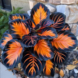 Хоста Сикрет Форест купить по цене от 601р. в интернет-магазине «Посадика» с доставкой почтой в в Черкесске и по всей России – [изображение №1].